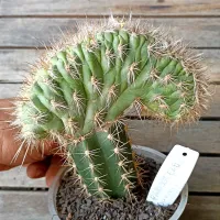 Pilosocereus gounellei f. cristata (Xique-xique - enxerto - vaso11) - Foto 2
