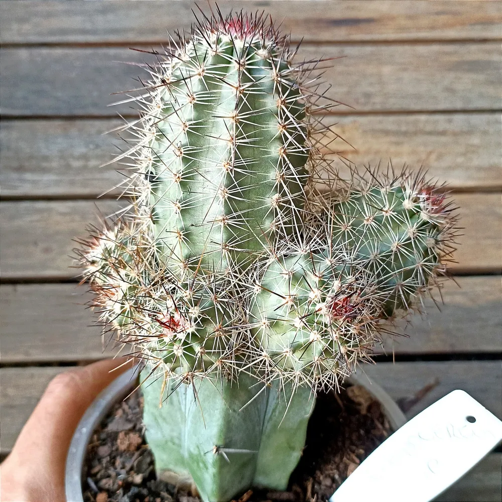 Echinocereus sp. (enxerto - vaso11)