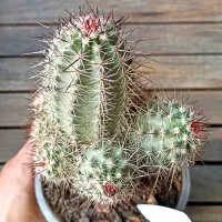 Echinocereus sp. (enxerto - vaso11) - Foto 2