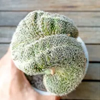 Lobivia fatimaensis f. cristata (enxerto - vaso11)