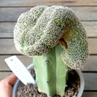 Lobivia fatimaensis f. cristata (enxerto - vaso11) - Foto 2