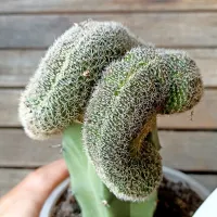 Lobivia fatimaensis f. cristata (enxerto - vaso11) - Foto 3