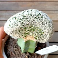 Mammillaria duwei f. cristata (enxerto - vaso11)