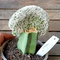 Mammillaria duwei f. cristata (enxerto - vaso11) - Foto 2