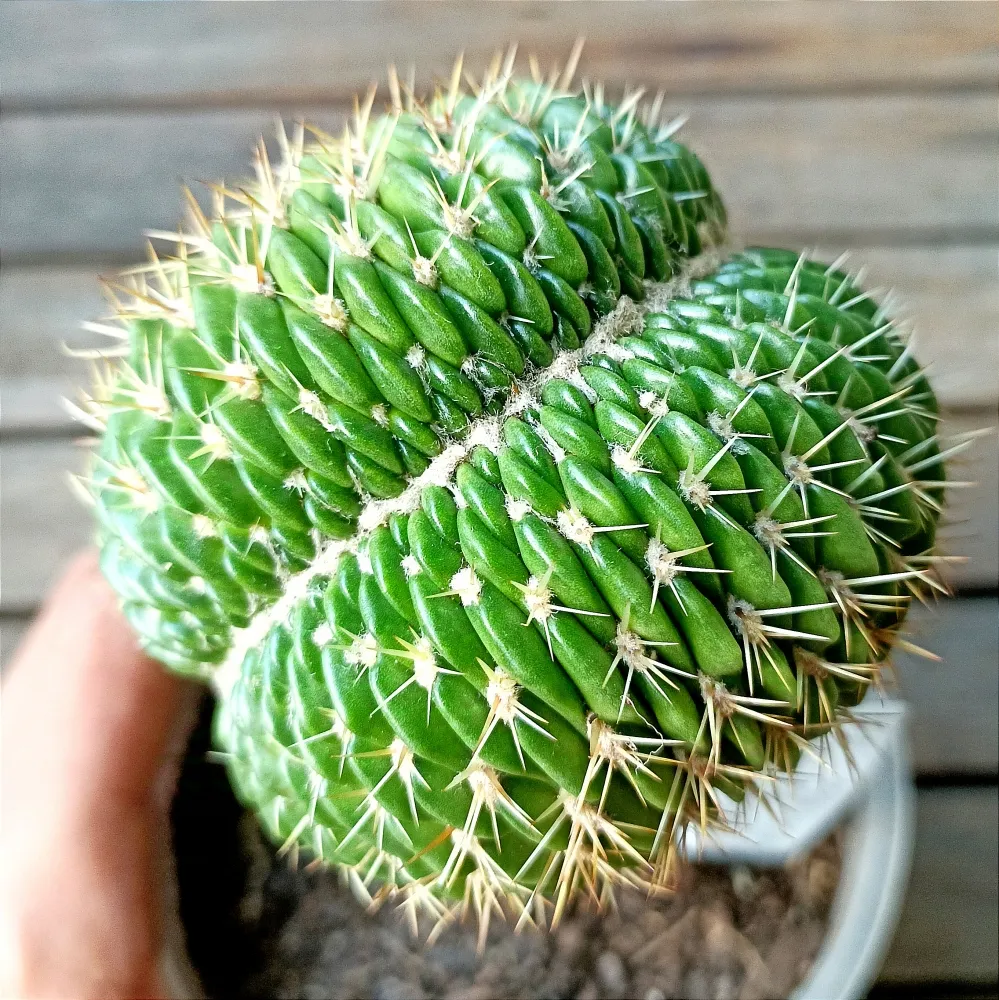 Trichocereus sp. f. cristata (enxerto - vaso11)