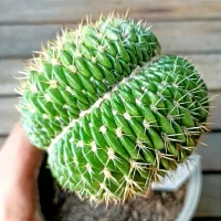 Trichocereus sp. f. cristata (enxerto - vaso11)