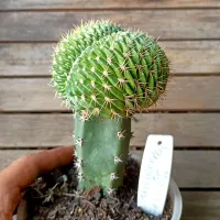 Trichocereus sp. f. cristata (enxerto - vaso11) - Foto 2