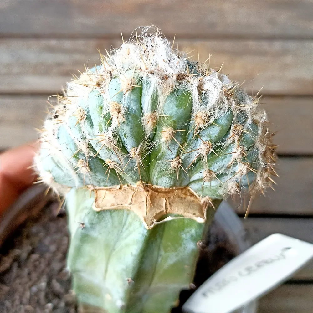 Pilosocereus sp. f. cristata (Cactos azul - enxerto - vaso11)