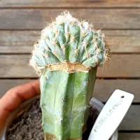 Pilosocereus sp. f. cristata (Cactos azul - enxerto - vaso11) - Foto 2