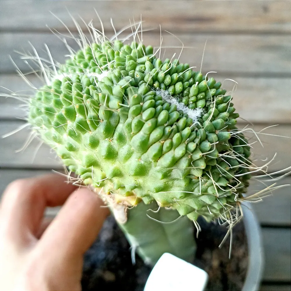 Mammillaria spinosissima 
