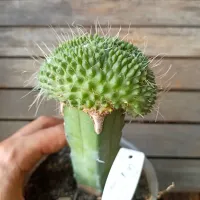 Mammillaria spinosissima 'Un Pico'  f. cristata (enxerto - vaso11) - Foto 2