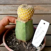 Rebutia arenacea variegata (enxerto - vaso11)