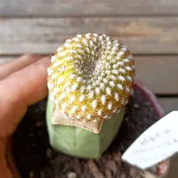 Rebutia arenacea variegata (enxerto - vaso11) - Foto 2