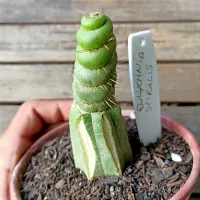 Eulychnea spiralis (enxertado - vaso11)