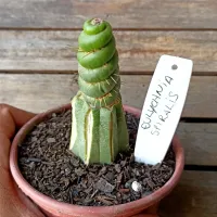 Eulychnea spiralis (enxertado - vaso11) - Foto 2