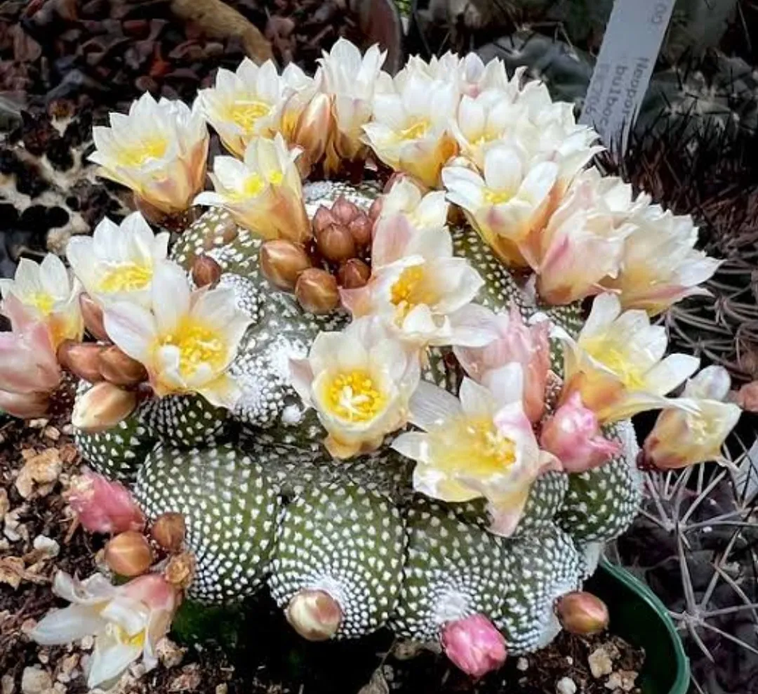 Blossfeldia liliputana (enxerto - vaso11)