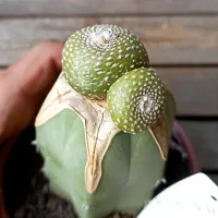 Blossfeldia liliputana (enxerto - vaso11) - Foto 2