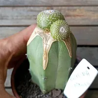 Blossfeldia liliputana (enxerto - vaso11) - Foto 3