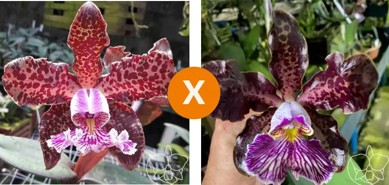 Cattleya schilleriana  [( Schilleriana 'N P 16'X '77')  X 'GUARAPARI'] Imagem