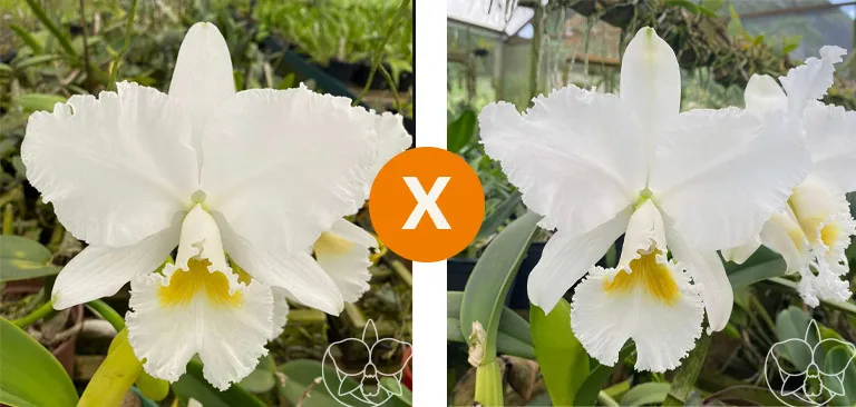 Cattleya Labiata alba (