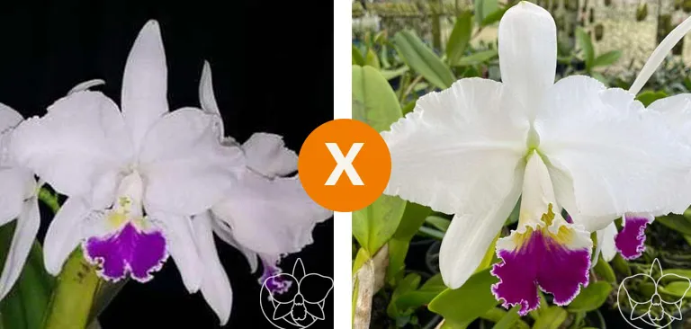 Cattleya Warneri ( Semi alba ' ZULEGA' X  Semi alba 'RENAN') Imagem