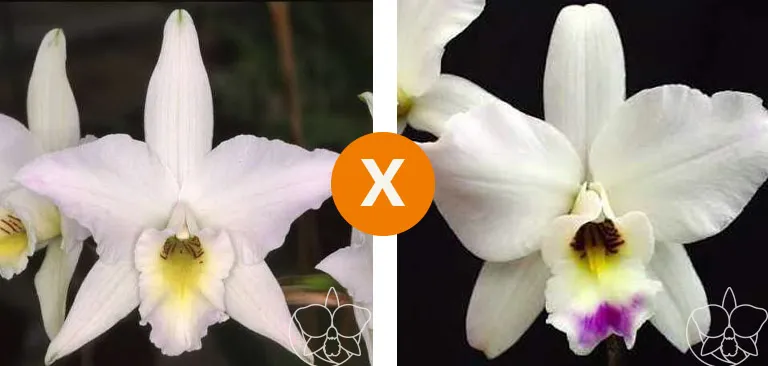 Laelia Anceps ( Semi alba tubular x Semi alba 'Awz' )  Imagem