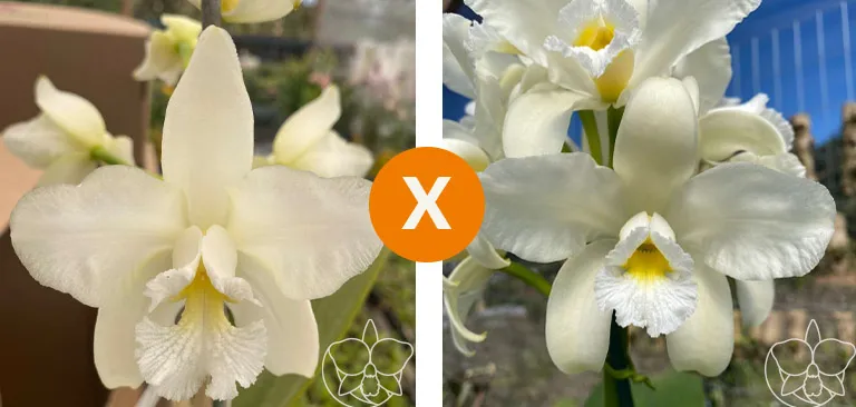 Cattleya amethystoglossa (Alba 'Awz'  x Sefl) x Alba 'Lô' Imagem