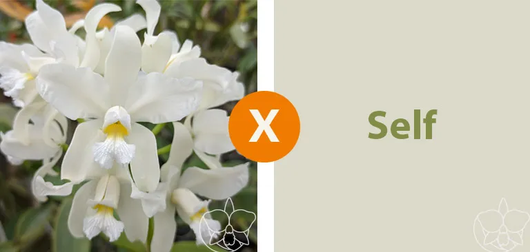 Cattleya amethystoglossa Alba (Alba 'Lili' x  Self)  Imagem