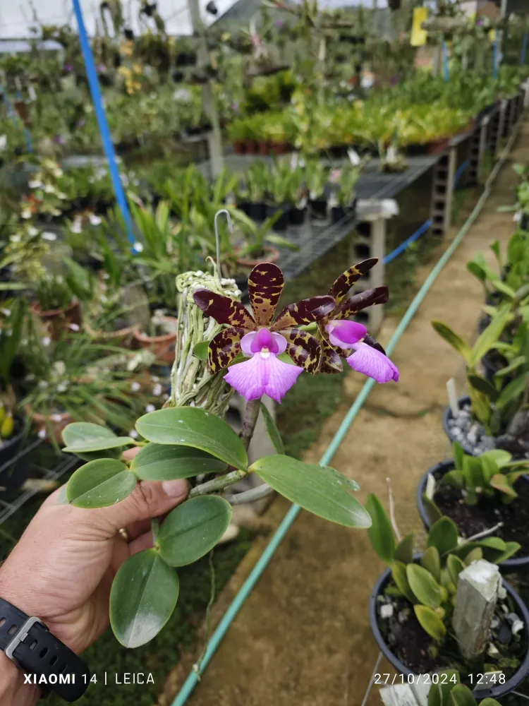 Cattleya aclandiae tipo
