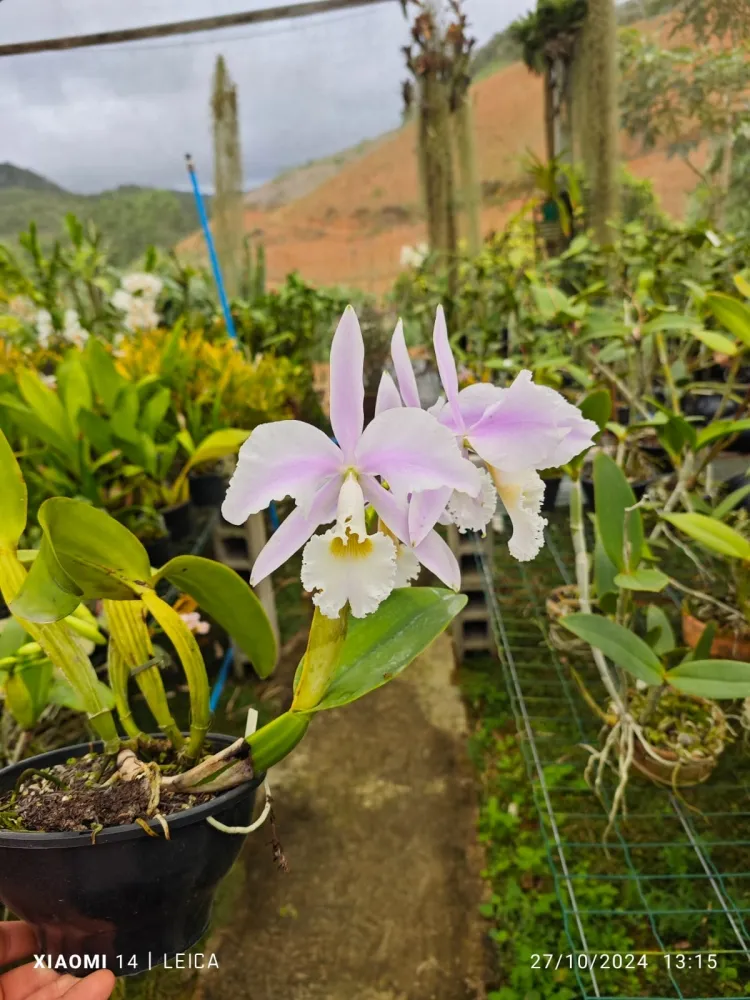 Cattleya Warneri  albscens 
