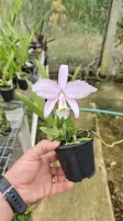 Laelia jongheana alba x Sibling  - Foto 2