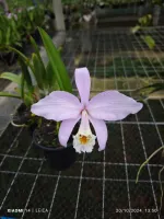 Laelia jongheana alba x Sibling  - Foto 3