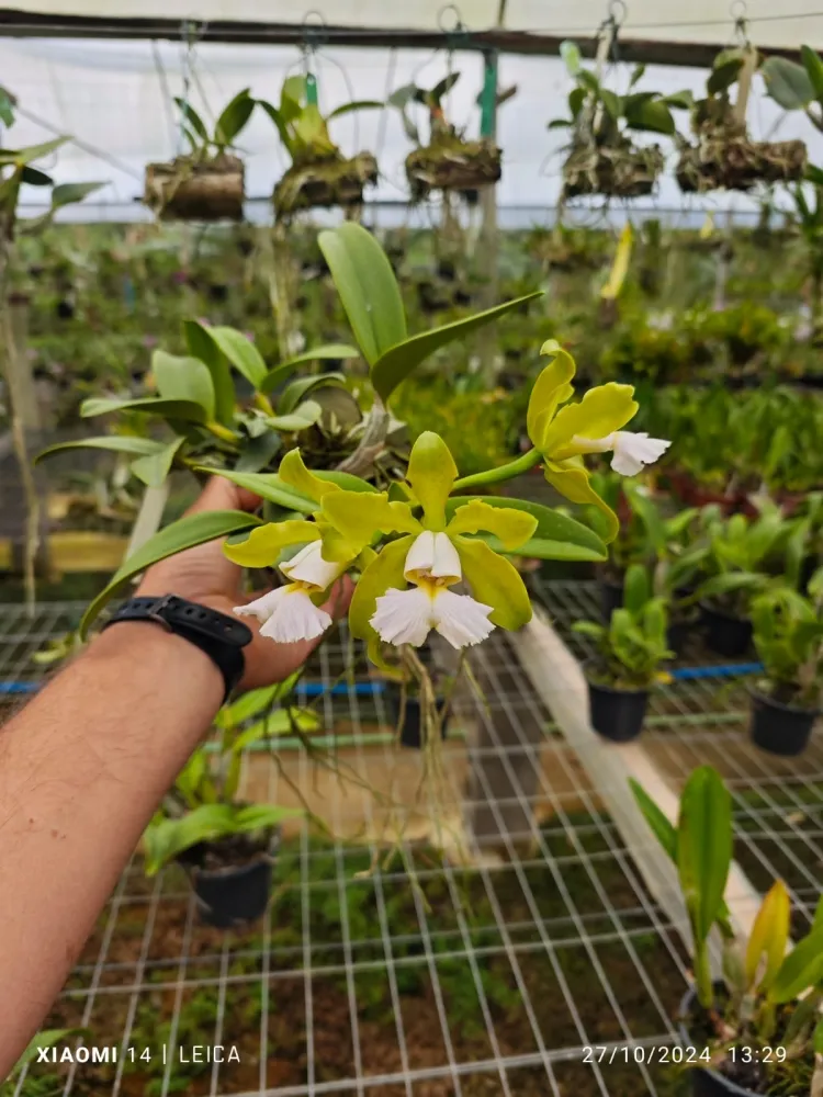 Cattleya schilleriana albscens 