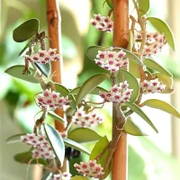Hoya nummularioides (perfume de mel - vaso9)