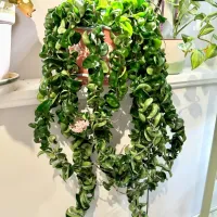 Hoya compacta green (haste 40cm - vaso 15) - Foto 4