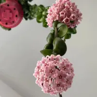 Hoya compacta green (haste 40cm - vaso 15) - Foto 2