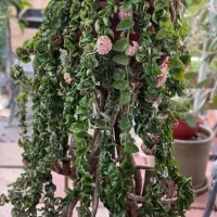 Hoya compacta green (haste 40cm - vaso 15)