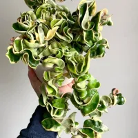 Hoya 'Compacta Green' variegata (haste com 40cm) - Foto 3