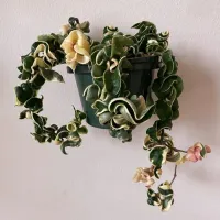 Hoya 'Compacta Green' variegata (haste com + 40cm) - Foto 6