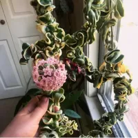 Hoya 'Compacta Green' variegata (haste com + 40cm) - Foto 7