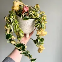 Hoya 'Compacta Green' variegata (haste com + 40cm) - Foto 8