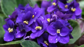Essência de  violeta 100ml