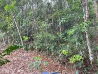 Vende-se linda propriedade,conhecida como :SÍTIO PÉ DA MATA. - Foto 24