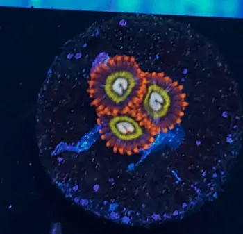 Zoanthus Treehouse of horror