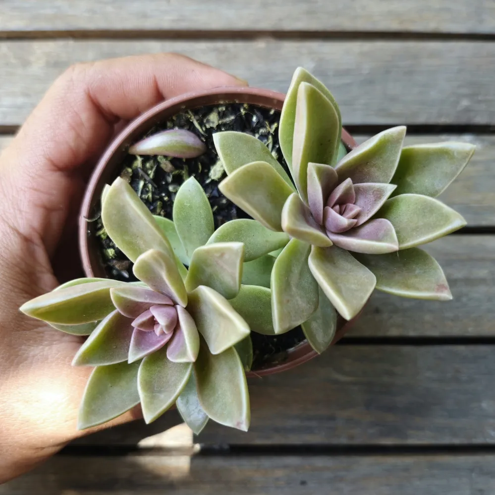 Sedum ebracteatum (vaso9)
