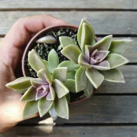 Sedum ebracteatum (vaso9)