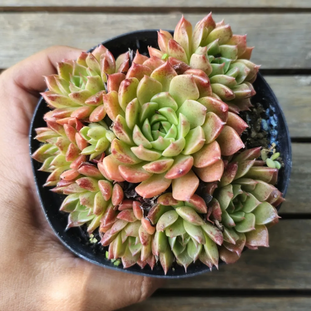 Graptoveria 'Olivia' (colônia - vaso11) Imagem