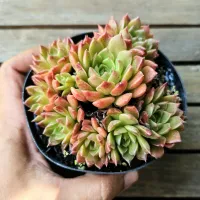 Graptoveria 'Olivia' (colônia - vaso11) - Foto 2