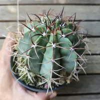 Melocactus matanzanus (Coroa de Frade - vaso11)