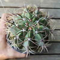 Melocactus matanzanus (Coroa de Frade - vaso11) - Foto 2